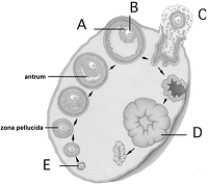   Use the figure above showing cyclic events in a human ovary to answer the following questions. -Ovulation is indicated by A)  A. B)  B. C)  C. D)  D. E)  E.