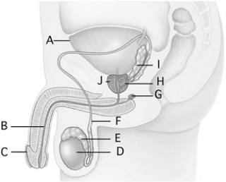   -penis