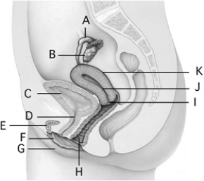   -During the luteal phase, a __________ forms from cells that surrounded the egg.