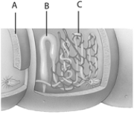   -The letter  C  from above represents which of the following? A)  the excretory pore B)  loops where blood vessels take up solutes from the blood C)  sexual reproductive organ of the planarian D)  cilia which flick to draw fluid into the planarian E)  none of these