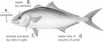   Use the figure above showing a marine bony fish to answer the following questions. -Which of the following processes is under voluntary control? A)  filtration B)  reabsorption C)  urination D)  secretion E)  excretion