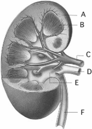   Use the figure above to answer the following questions. -The source of blood for the glomerular capillaries is indicated by A)  A. B)  B. C)  C. D)  D. E)  E.