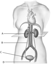   -The letter  D  in the above figure represents A)  a kidney. B)  a urethra. C)  a urinary bladder. D)  a ureter. E)  water.