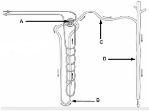   Use the figure above to answer the following questions. -The region where filtration occurs is indicated by A)  A. B)  B. C)  C. D)  D. E)  none of these.