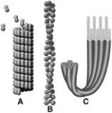  The following questions refer to the figure above. -Which of the following is true of the structure labeled  B ? A)  It is composed of tubulin subunits. B)  It is composed of actin subunits. C)  It is a microtubule. D)  It is an intermediate filament. E)  It is found in cells that give rise to nails and hair.