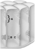   The following questions refer to the figure above illustrating various types of cell junctions. -The cell junctions labeled  A  in the figure A)  prevent movement of materials between cells. B)  are found in tissues subjected to stretching. C)  allow the free passage of materials between cells. D)  are found mostly in heart muscle. E)  are found in most tissues except in the stomach.