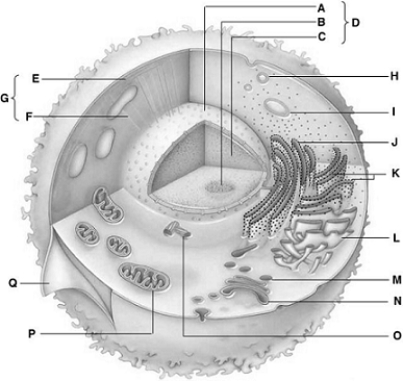   -vesicle