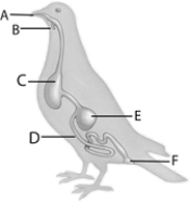   Use the figure above to answer the following questions. -Moistening and lubrication of food occurs in the human A)  mouth. B)  esophagus. C)  stomach. D)  duodenum. E)  jejunum.