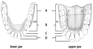  Use the figure above to answer the following questions. -The teeth designated by the letter  D  in the above figure are called A)  canines. B)  premolars. C)  incisors. D)  molars. E)  none of these.