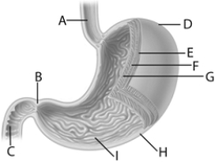   Use the figure above to answer the following questions. -The structure designated by the letter  A  in the above figure is called A)  pyloric sphincter. B)  esophagus. C)  mucosa. D)  duodenum. E)  none of these.