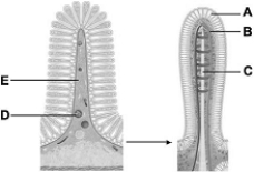   The following questions refer to the figure above. -The structures illustrated in the figure are found in the A)  mouth. B)  esophagus. C)  stomach. D)  small intestine. E)  colon.