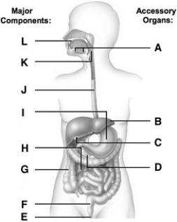   -The multiple stomach chambers of cattle and other __________ allow them to maximize the nutrients they get from plant food.