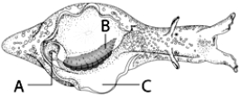   -The letter B  in the above figure represents its A)  shell. B)  mantle. C)  gills. D)  siphon. E)  none of these.