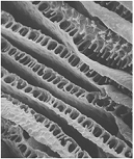   -Countercurrent flow in the respiratory systems of fish is a mechanism that accounts for A)  oxygen uptake by blood capillaries in the gills. B)  ventilation across fish gills. C)  the transport of blood from the gills to the fish's heart. D)  the transport of blood from the heart to the fish's main body mass. E)  the flow of blood in gills as opposed to the flow of blood in the main body mass of fish.