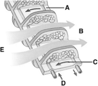   The following questions refer to the figure above showing a fish gill filament. -Paired lungs are characteristic of A)  some fishes. B)  all amphibians. C)  all birds. D)  all mammals. E)  all of these.