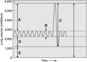   The following questions refer to the figure above. -Ventilation by an individual exercising strenuously is indicated by A)  A. B)  B. C)  C. D)  D. E)  E.