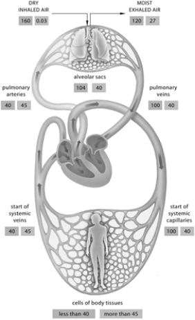   Use the figure above to answer the following questions. -What is the partial pressure of oxygen at the start of the systemic capillary beds? A)  40 mm Hg B)  100 mm Hg C)  70 mm Hg D)  104 mm Hg E)  all of these