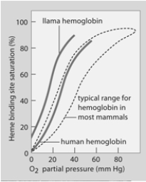   -At what partial pressure of oxygen do half the heme groups in human blood have oxygen bound? A)  30 mm Hg B)  100 mm Hg C)  70 mm Hg D)  104 mm Hg E)  all of these