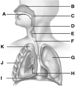   -lung