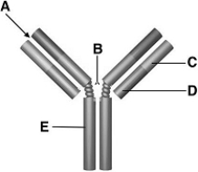   The following questions refer to the figure above of antibody structure. -Antigens bind at A)  A. B)  B. C)  C. D)  D. E)  E.