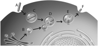   Use the figure above to answer the following questions. -The letter  B  from the above figure represents A)  complement. B)  MHC markers with antigen expressed to the surface of a cell. C)  lysosome with MHC molecule. D)  plasma membranes fusing. E)  MHC recycling.