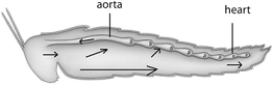   -The animal in the above diagram has a ____ circulatory system. A)  closed B)  open C)  semi-closed D)  vascular E)  none of these