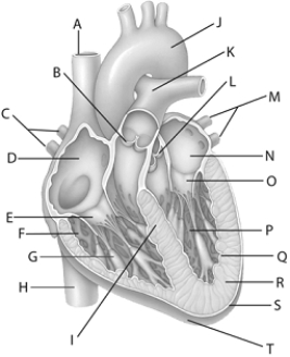   Use the figure above to answer the following questions. -The anatomical structure identified with the letter  D  in the figure above is the A)  myocardium. B)  pulmonary veins. C)  inferior vena cava. D)  right atrium. E)  heart apex.