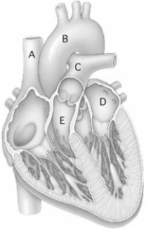   Use the figure above to answer the following questions. -Oxygen-poor blood circulates through A)  A. B)  B. C)  C. D)  D. E)  A, C, and E.