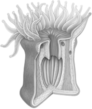   -The organism in the above photograph has which of the following structural systems? A)  cartilaginous B)  bone C)  hydrostatic D)  chitinous E)  none of these