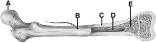   The following questions refer to the figure above of a human femur. -Compact bone is indicated by A)  A. B)  B. C)  C. D)  D. E)  E.