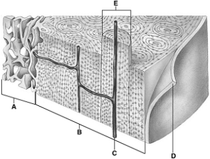   The following questions refer to the figure above of a section through bone. -Joints are areas of connection between two A)  bendable regions of the skeleton. B)  bones. C)  glands. D)  cartilage regions. E)  of none of these.