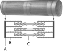   Use the figure above to answer the following questions. -The structure indicated by the letter  B  above represents A)  actin. B)  myofibril. C)  myosin. D)  myofilament. E)  muscle fiber.