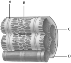   -The structure indicated by the letter  B  above represents A)  actin. B)  myofibril. C)  myosin. D)  sarcoplasmic reticulum. E)  muscle fiber.