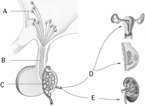   Use the figure above to answer the following questions. -The synthesis site for the hormones of this figure is indicated by A)  A. B)  B. C)  C. D)  D. E)  E.