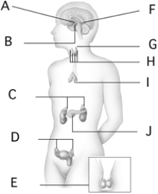   - Perception  differs from  sensation  when referring to a stimulus in A)  the type of receptor stimulated. B)  understanding the significance of the stimulus. C)  the number of receptors that depolarize. D)  feeling exactly what is happening at the site. E)  responding to the stimulus.