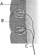   Use the figure above to answer the following questions. -A taste bud is indicated by A)  A. B)  B. C)  C. D)  A and B. E)  none of these; they are olfactory receptors.