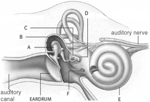   Use the figure above to answer the following questions. -Bones that amplify sound reaching the eardrum are indicated by A)  A and B. B)  A, B, and C. C)  B and C. D)  C and D. E)  none of these.