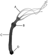   -Within a single motor neuron, the direction an impulse follows is A)  dendrite >>> axon >>> cell body. B)  axon >>> dendrite >>> cell body. C)  dendrite >>> cell body >>> axon. D)  cell body >>> dendrite >>> axon. E)  cell body >>> axon >>> dendrite.