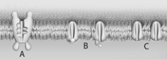   -What happens first following a neuron stimulation? A)  Sodium ions enter the cell. B)  Sodium ions leave the cell. C)  Potassium ions enter the cell. D)  Potassium ions leave the cell. E)  Potassium ions are involved in positive feedback.