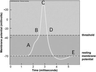   Use the figure above to answer the following questions. -Which of the following is a junction between two neurons? A)  Schwann cell B)  chemical synapse C)  unsheathed node D)  sodium gate E)  all of these