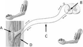   Use the figure above showing a reflex arc to answer the following questions. -A region where neurotransmitter molecules stimulate a neuron is indicated by A)  A. B)  B. C)  C. D)  D. E)  none of these.
