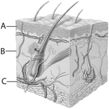   -The letter  A  in the above figure is A)  the epidermis. B)  the sweat gland. C)  the dermis. D)  the hypodermis. E)  none of the above.