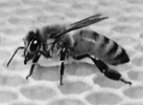   -In the figure above, the honeycomb on which the bee is standing is made up primarily of which of the following: A)  carbohydrates B)  nucleotides C)  proteins D)  lipids E)  amino acids
