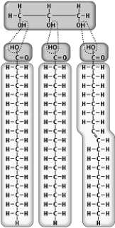   -____ are long-chain fatty acids attached to long-chain alcohols. A)  Triglycerides B)  Phospholipids C)  Sterols D)  Waxes E)  Most neutral fats