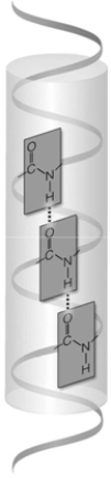   -The figure above illustrates one possible ____ structure of ____. A)  primary; proteins B)  primary; carbohydrates C)  primary; lipids D)  secondary; proteins E)  tertiary; proteins