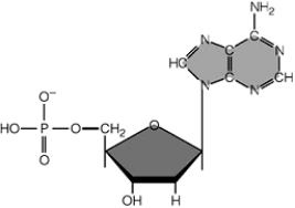   -The figure above illustrates a(n)  A)  FAD coenzyme. B)  cytosine nucleotide. C)  thymine nucleotide. D)  ATP molecule. E)  adenine nucleotide.