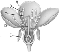   Use the figure above to answer the following questions. -The letter  A  in the above figure represents the A)  style. B)  ovary. C)  stigma. D)  anther. E)  filament.