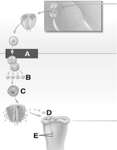   The following questions refer to the figure above. -Microspores are indicated by A)  A. B)  B. C)  C. D)  D. E)  E.