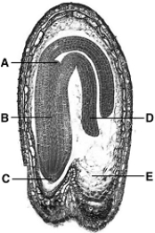   The following questions refer to the figure above of a Capsella seed. -A cotyledon is indicated by A)  A. B)  B. C)  C. D)  D. E)  E.