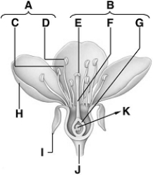   -petal